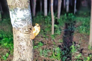 食べるためにセミ乱獲、日本の公園「捕らないで」と中国語で表示  [8/14]