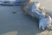 【画像】近所の浜辺に謎の生物が打ち上げられるｗｗｗｗｗｗｗｗｗｗ
