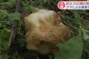 【秋田】大館市の果樹園 約３１００個の桃が食べられる被害 クマか