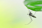 蚊は雨上がりに一斉に活動　蚊も雨粒が苦手で雨宿り