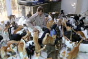 【画像】オマーンで480匹の猫と暮らす女性、エサ代は毎月80万円