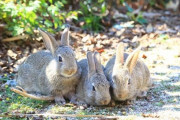 広島県竹原市・大久野島でウサギの数が激減。ウサギはどこへ行ったのか？