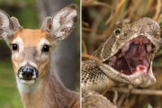 【動画】シカがヘビを食べる衝撃のムービーが撮影される！