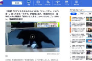 【青森】西目屋村役場に子グマが突入、パニックで逃走