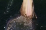 【動画】クジラさんのお食事、エグすぎるwwwwwwwwwwwwwwwwwww