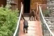 イヌが怖がって「つり橋」を渡れない。ほら、歩いても大丈夫だよ♪ → 仲間の犬が教えるんです…