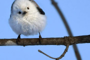 【鳥】雪の妖精…シマエナガ市街地にひょっこり　丸くて愛くるしい姿は冬場限定 （画像）