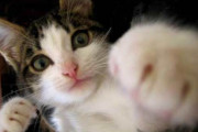 【動画】ネコさん、反応速度がヤバすぎる……
