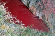 【韓国】豚コレラに感染した豚5万匹を殺処分、雨で血が川に流れ赤く染まる