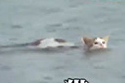 【動画】 「とくダネ」が猫を見殺しに？ 必死に泳ぐ猫の映像に疑問の声が噴出 「助けるべき」