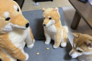 【画像】イッヌ、一匹だけ犬用おっとっとを貰えず悲しみに暮れる…これはしょんぼりーヌwww