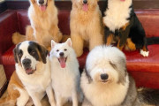 【画像6枚】韓国の犬カフェ、行って来た感想だけど…