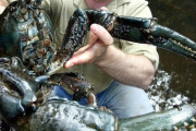 【画像】世界最大のザリガニ、デカすぎるｗｗｗｗｗｗｗｗｗｗｗ