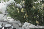 【朗報】人とほぼ同じ速さでりんごなど自動的に収穫するAI搭載ロボットが開発される ！！