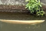 【動画】アルビノのアロワナか？和歌山の水路で大きなアロワナが目撃される。