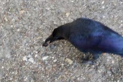 【画像】カラスを眺めていたら、なんと足をつついてお願い事をしてきた！