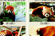 レッサーパンダは２種だった！チベットのとネパールのは別種