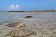 【沖縄】絶滅危惧種のウミガメ30匹がひん死に 漁業者「網に絡まったのでしかたなく刺した」