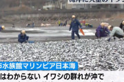 【原因不明】新潟県糸魚川市の海岸に大量のイワシが打ち上げられる・・・「原因がわからないので持ち帰るのはやめて」