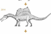 その昔、恐竜スピノサウルスはどう復元してもおかしな事になっていた