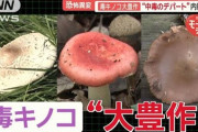楽韓さん、本日の動向 - 庭に生えていたきのこを食べてみたら毒きのこだった……とかやっちゃう？