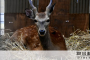 【足立区】荒川付近で捕獲された鹿（シカ）、飼いたい人を募集中　引き取り手が現れない場合は殺処分の可能性も