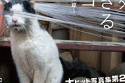 【何故なのか？】ワイ「猫欲しいな～」ペットショップ「20万です」保護猫「一人暮らしはダメです」
