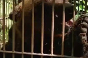 【動画】 これが本物のヒグマだ！箱ワナで捕獲されたヒグマの映像が公開