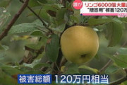 【岩手】リンゴ6000個盗まれる　被害総額120万円…第一発見者「根こそぎってのはね、参りました。本当に悔しい」