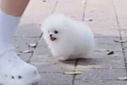 【子イヌ】 白いモフモフがお姉さんの後をついてくる。これはオモチャですか？ → 生きる綿菓子はこちらです…