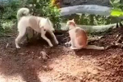 【犬猫スレ】イヌ、ネコを撃退するｗｗｗｗｗ