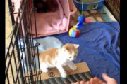 子ネコが「ケージ」の中にいた。お父さんが「おいでおいで」する → その手にこうなっちゃう…
