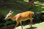海外「この時期、日本のカラスは鹿の毛を毟るらしい」奈良公園のカラスと鹿に対する海外の反応