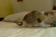 【再掲】【動画】 子猫じゃれる
