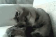 【GIF】 猫が自分で毛づくろいしていたんだが・・・【再】