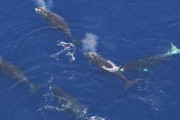 最強生物シャチ、絶滅危惧種ホッキョククジラを食い荒らしている事が判明する