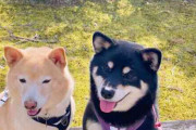 犬がほかの動物にやさしい理由 犬の愛情深さと仲間意識の背景