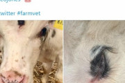 【件（くだん）】額の真ん中に「第3の目」を持つ子牛がイギリスで発見される！