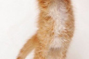 【ねこ画像】直立のねこ、ぎゅっしながらごろごろ、かごの中のねこ ほか