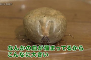 【閲覧注意】ダニが2000匹束になった結果ｗｗｗｗｗ