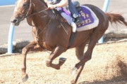 ●4歳牡馬世代、弱すぎる　他
