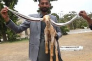 【画像】パキスタンで世界一耳が長いヤギが生まれる