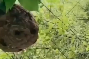 【動画】中国のハチ名人、素手でスズメバチの群れを退治