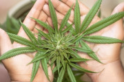 【大阪】中学校に大麻や覚醒剤、生徒が「売るために」高校生から入手か