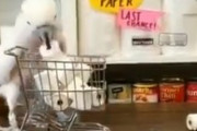 【悲報】鳥がトイレットペーパーを大量に買い占めしている動画