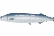 【悲報】サンマ、クソ高い