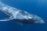 シロナガスクジラ「地球史上最大です」←これ