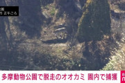 【動物】多摩動物公園で逃げたオオカミ、園内で捕獲