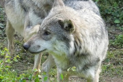 【速報】多摩動物公園でオオカミが脱走　動物園が恐怖に染まる