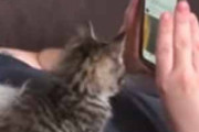 子ネコが胸の上に座っていた。お父さんがスマホの画面をスクロール → 子猫はこうした…